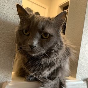 Meet your Posher, Jeong